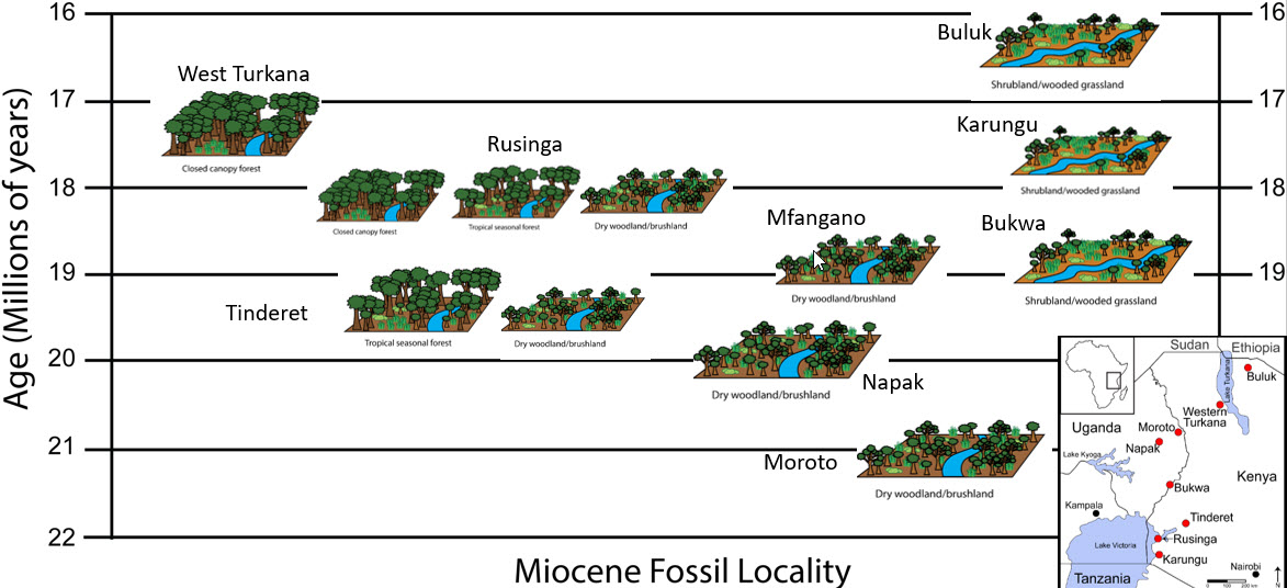 Diagram depicting the paleoenvironmental reconstructions for the nine Early Miocene fossil sites analyzed in the study. Paleoenvironments range from closed canopy forest to more open wooded grassland environments. Inset map shows the geographic location of sites in eastern Africa. 
