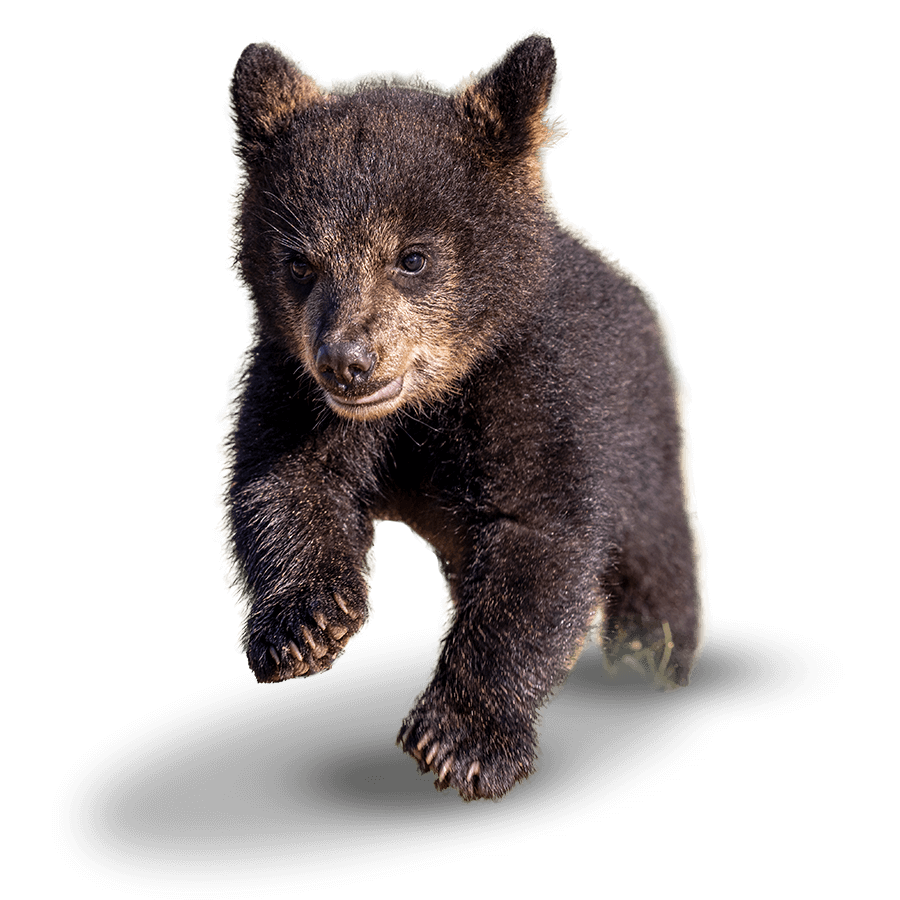 Baylor mascot North American black bear, Belle