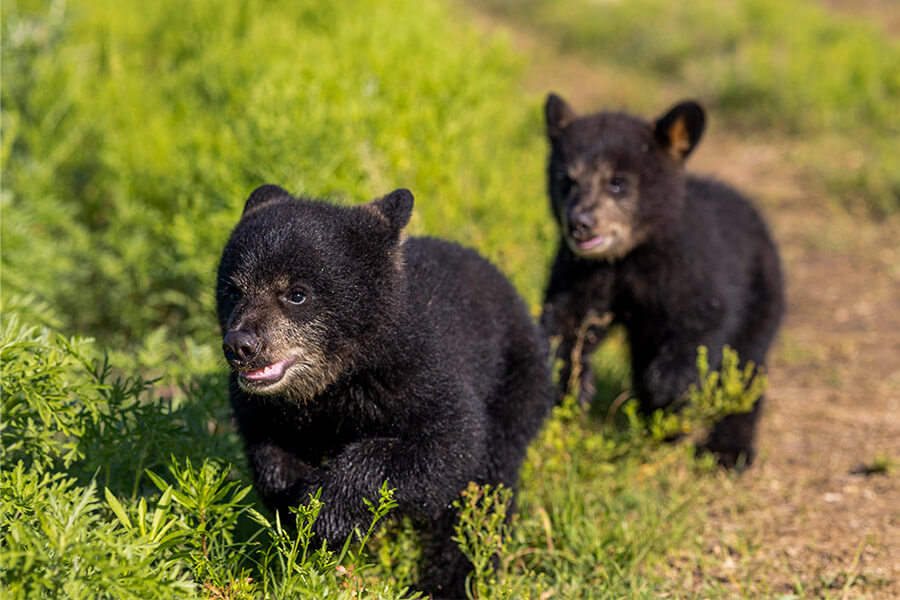 2 american black bear cubs