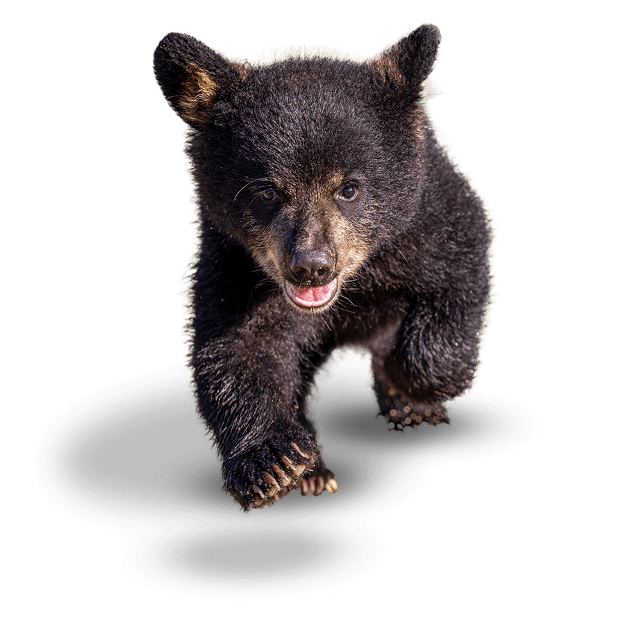 Baylor mascot North American black bear, Indy