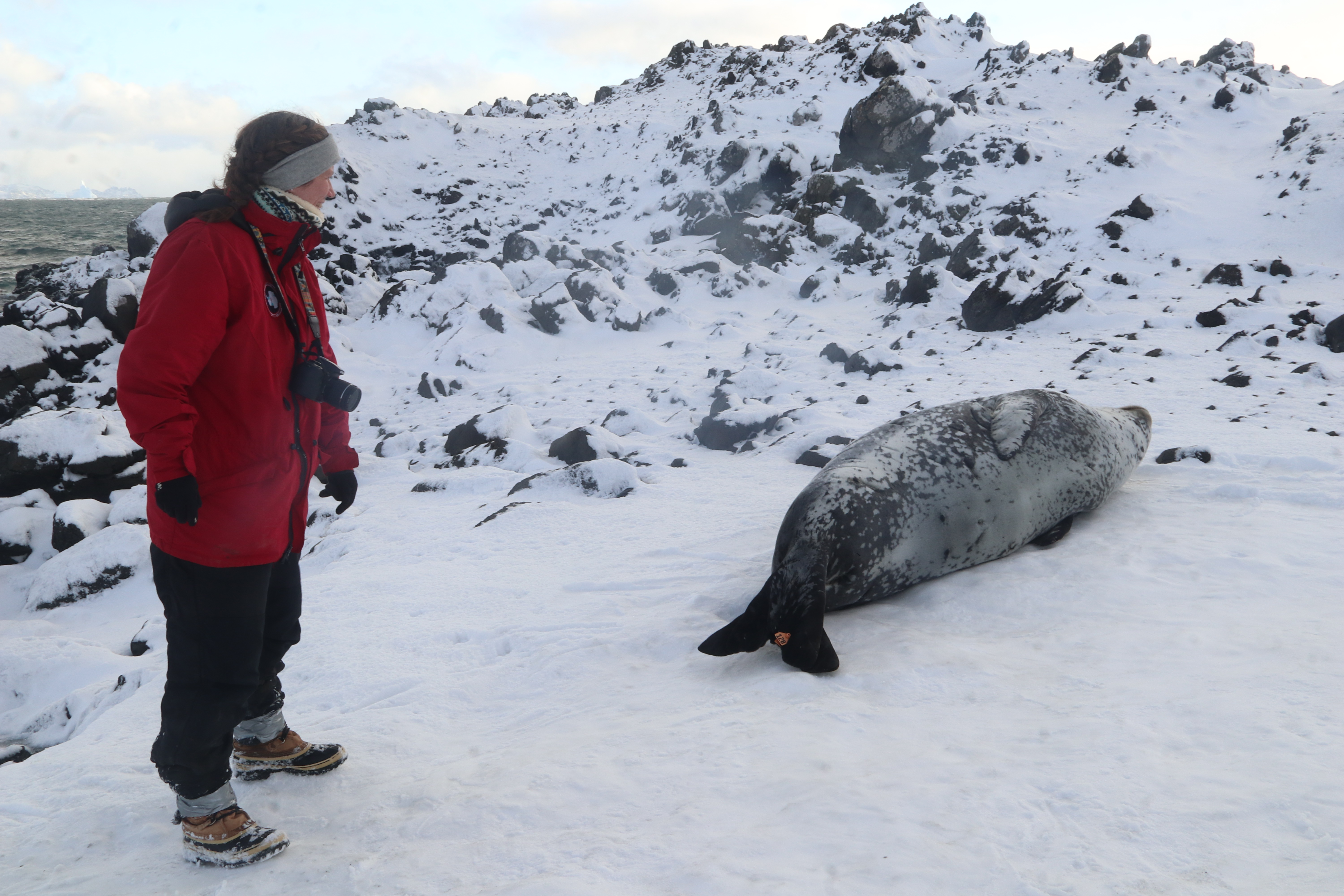 Dr. Kienle and Bignonia, the Leopard Seal