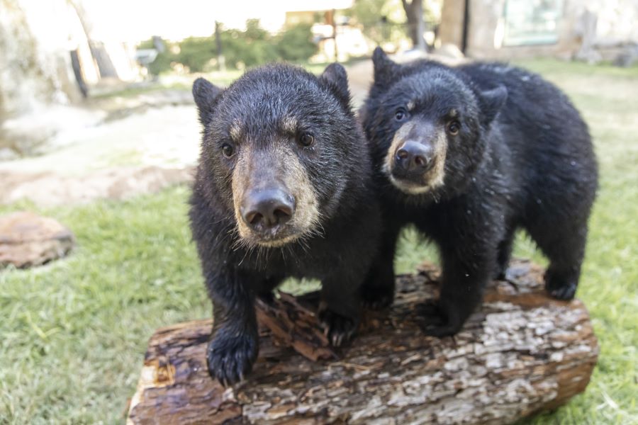 Baylor's American black bears Judge Indy and Judge Belle
