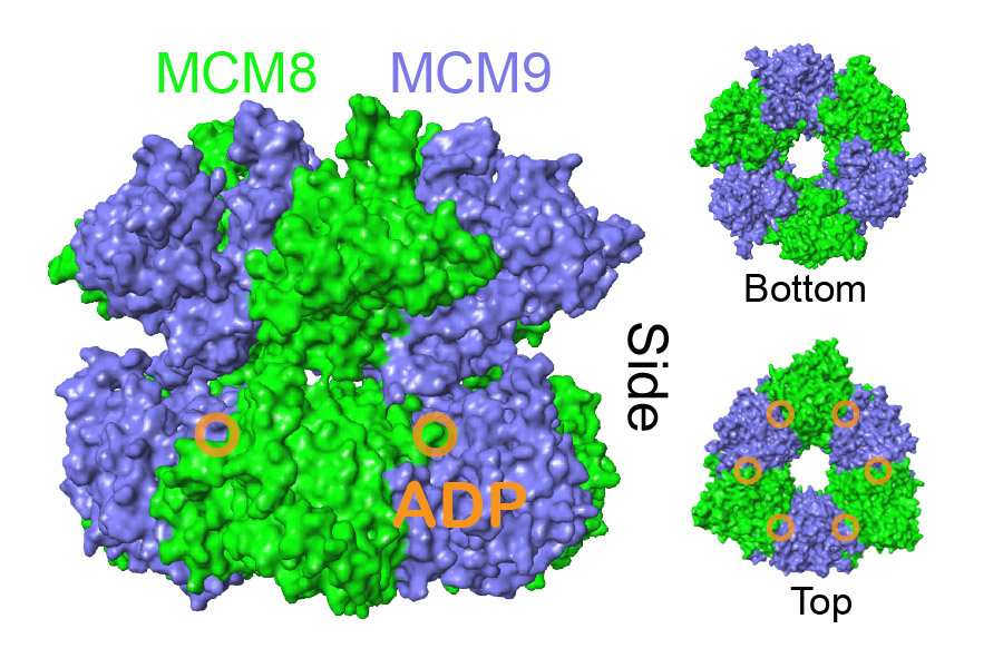 computer generated model of MCM8/9 enzyme