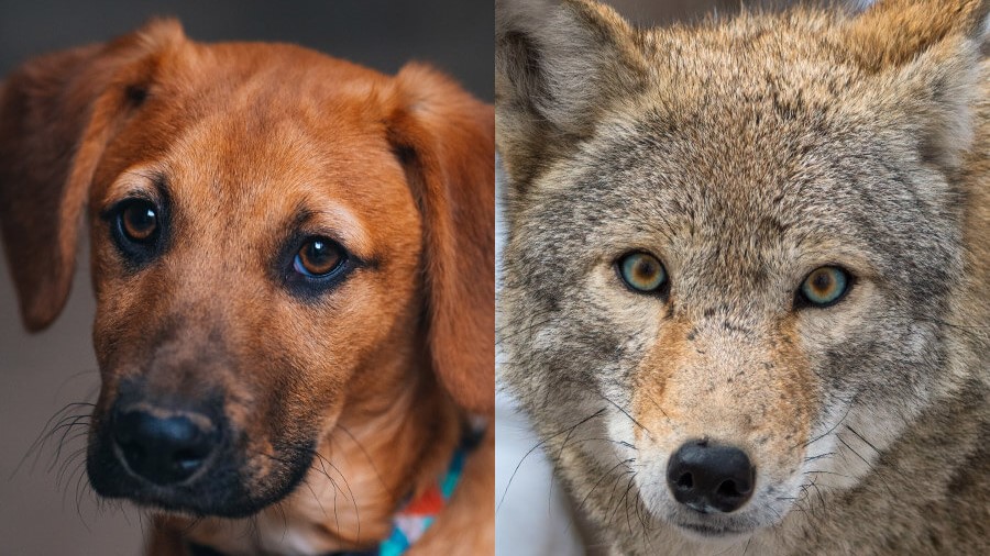 Comparing dogs and coyotes