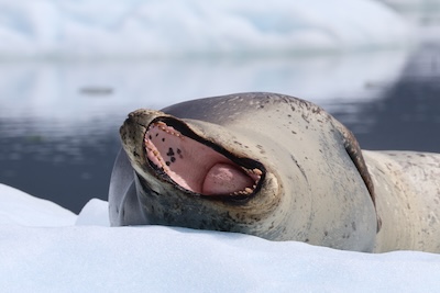 Leopard seal yawning small 