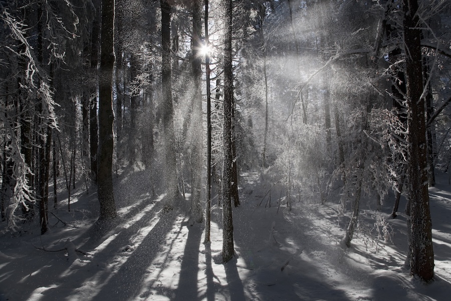 Sunlight streaming through winter forest