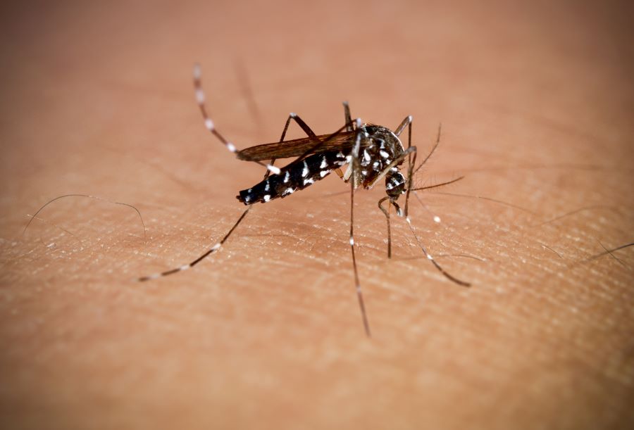 Mosquito on skin