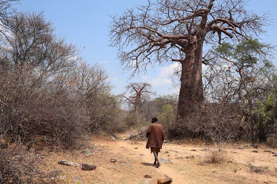 Hadza man walking in bush