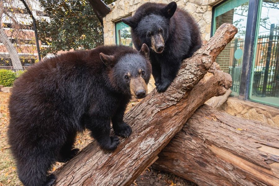 American Black Bears Indy and Belle in the Williams Bear Habitat at Baylor University