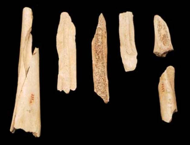 Pre-historic bones