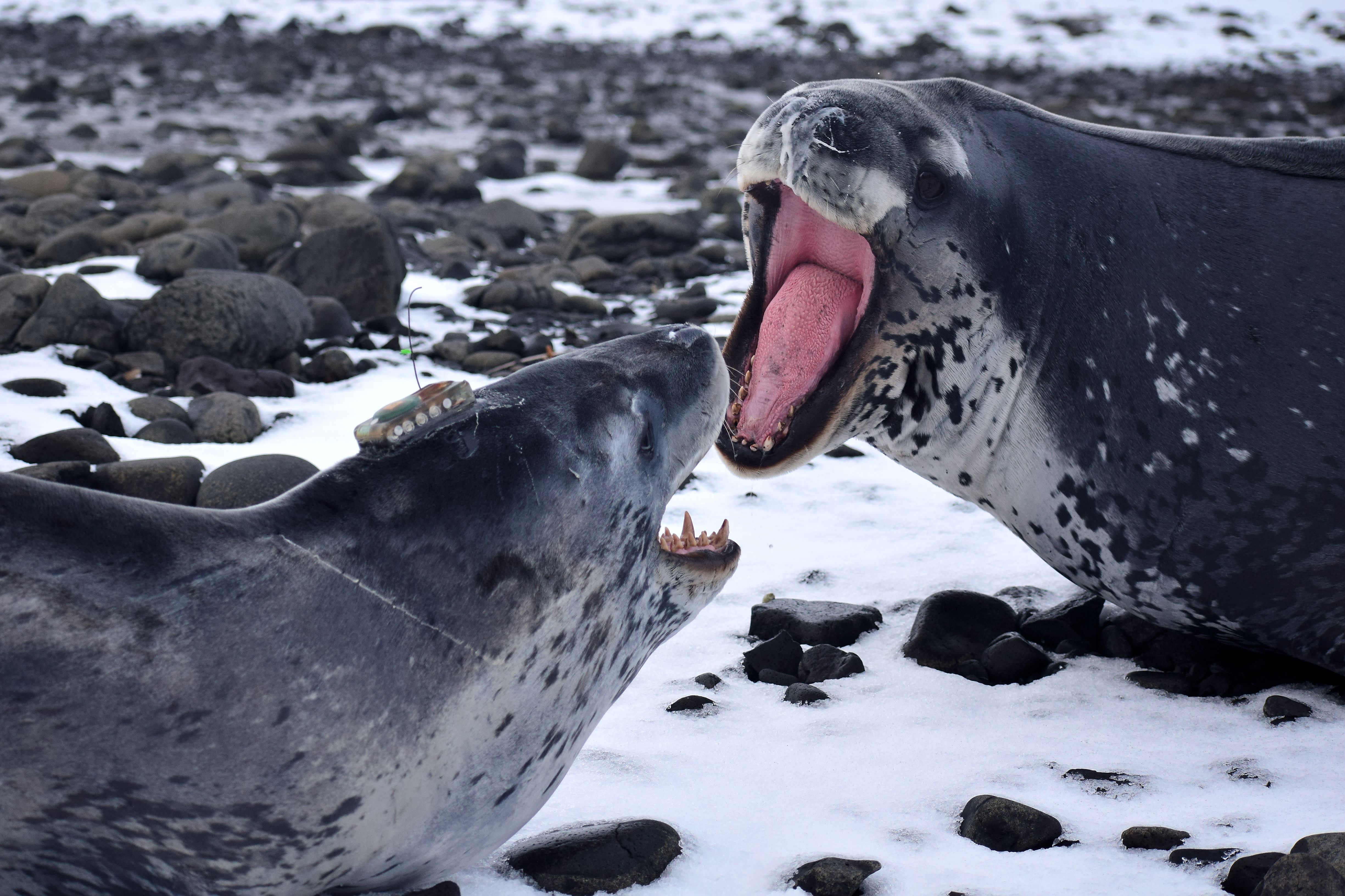 Leopard Seal greeting