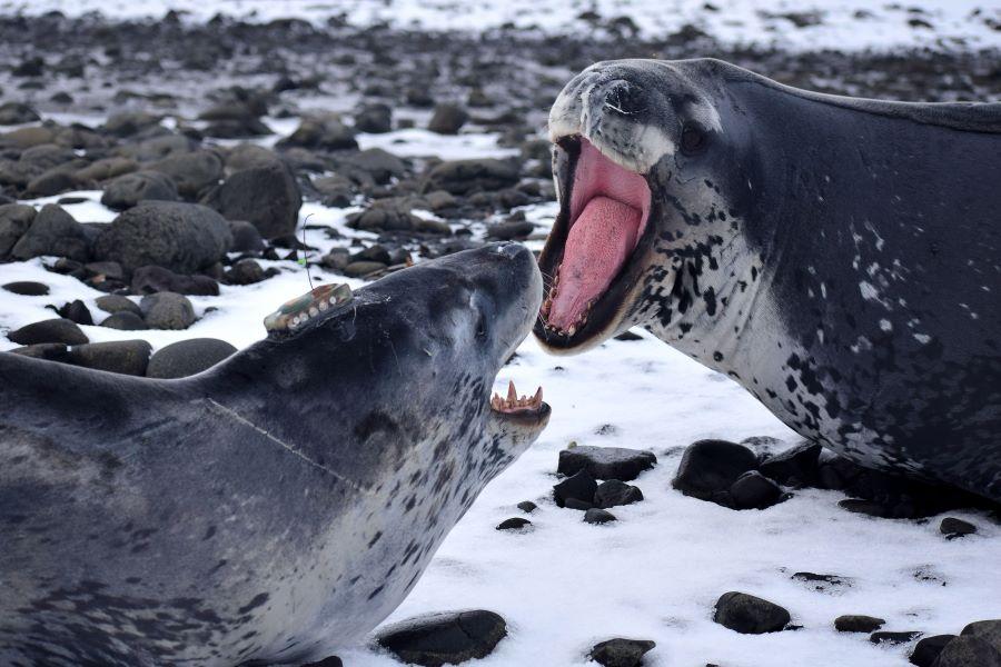 Two Leopard Seals