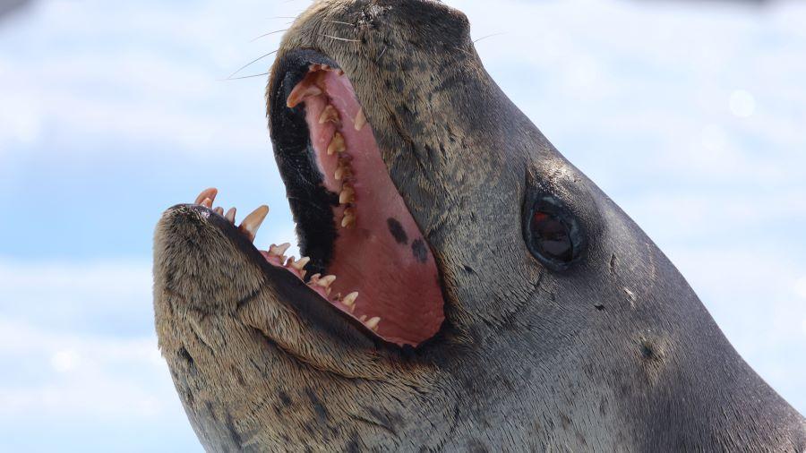 portrait of a leopard seal