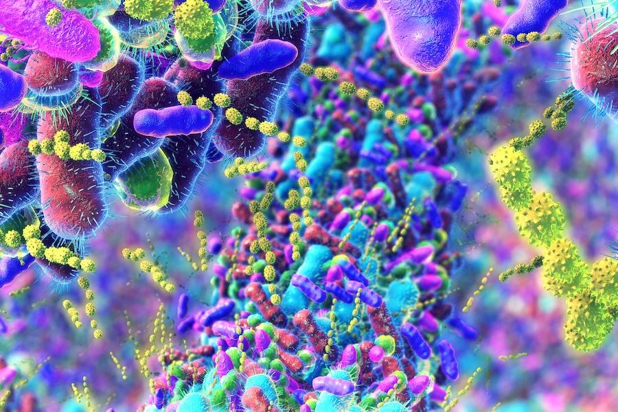 Bacteria in Human Intestine
