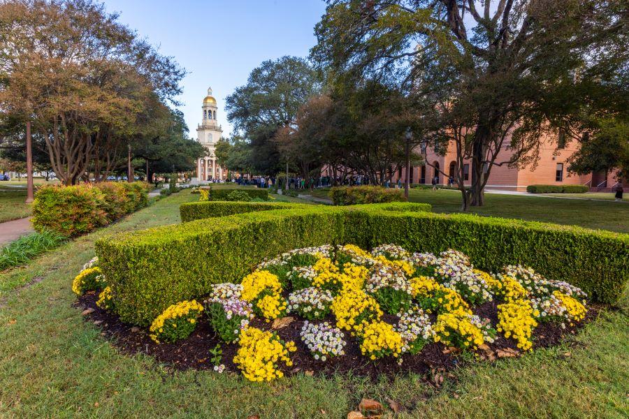 Green, gold and white mums, stately lives oaks and historic Pat Neff Hall on the Baylor University campus