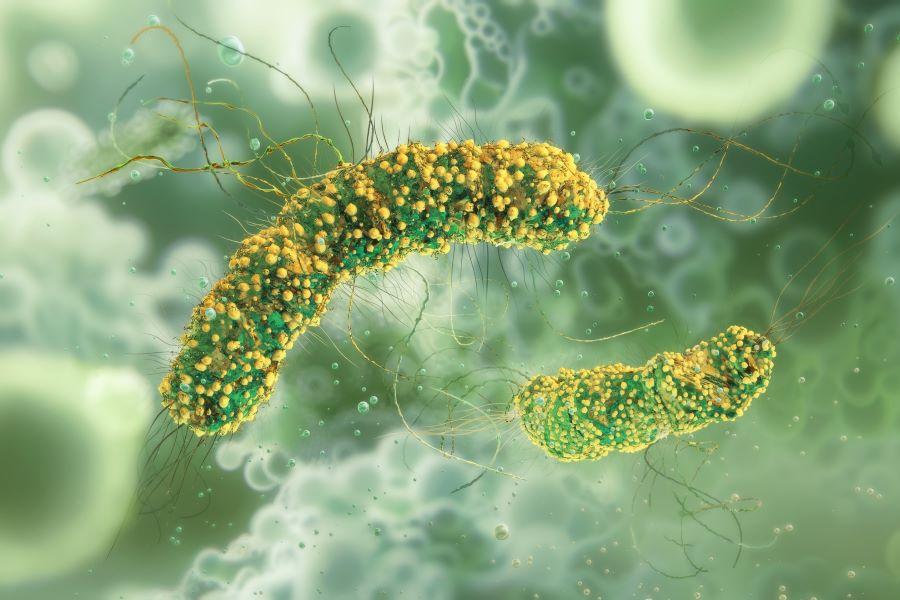 Listeria monocytogenes bacteria