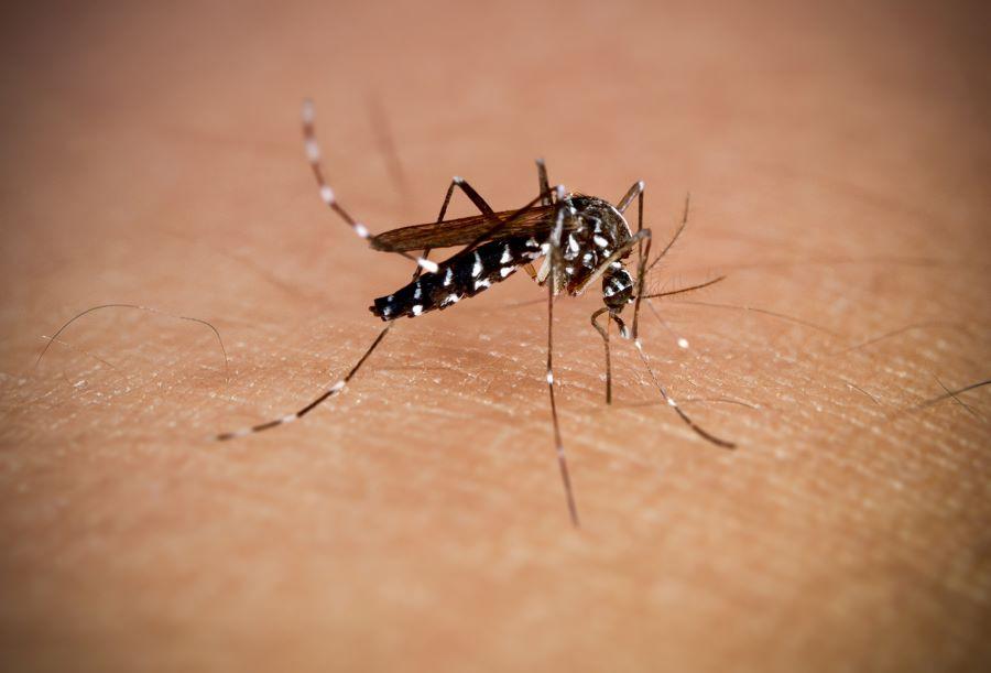 Mosquito on skin