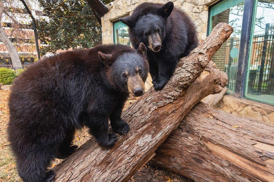 American Black Bears Indy and Belle in the Williams Bear Habitat at Baylor University