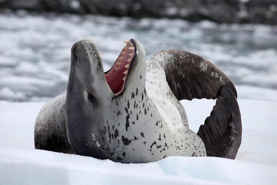 leopard seal lounging in the snow.